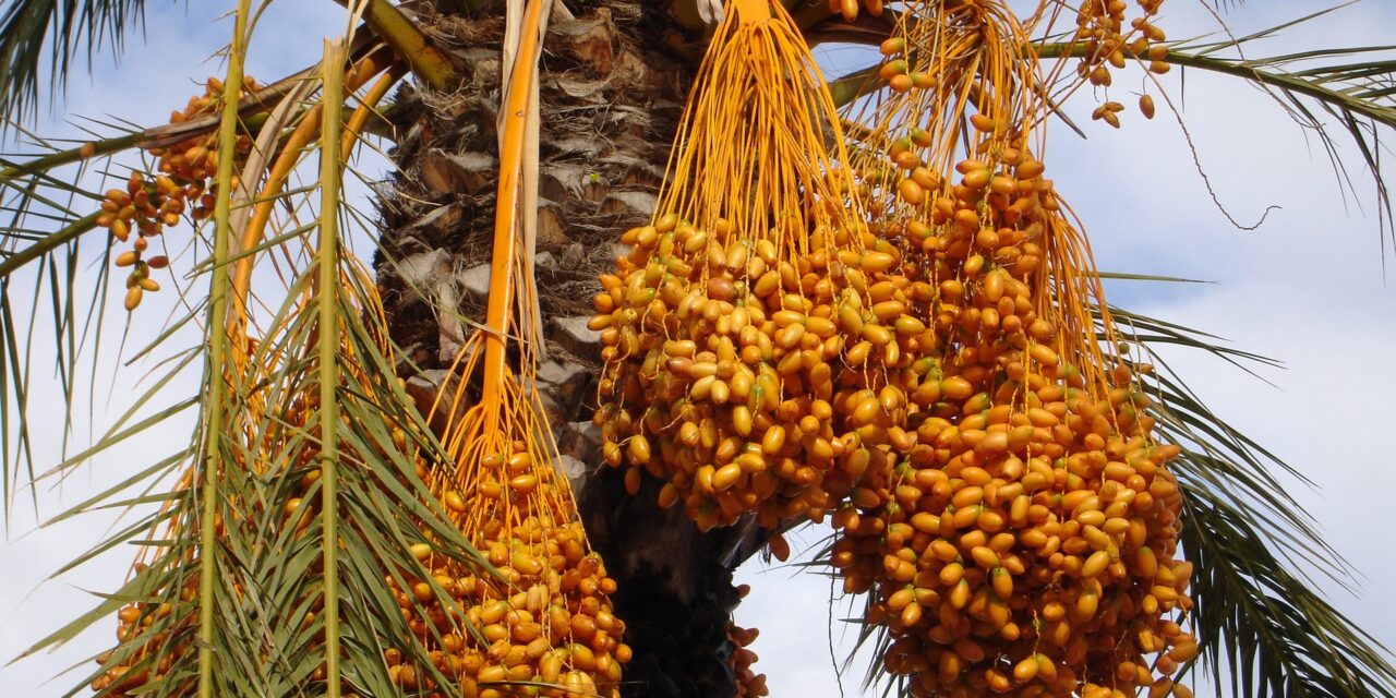 Dates