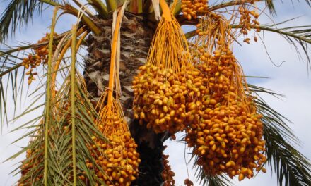 Dates