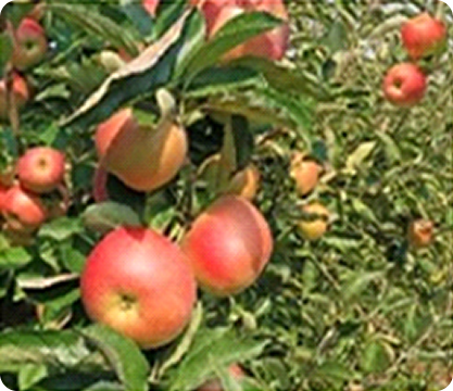 Apples