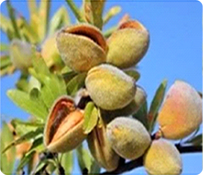 Almonds