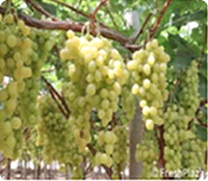 Grapes