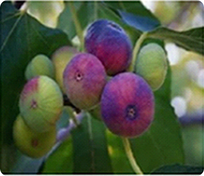 Figs