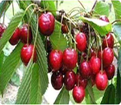 Cherries