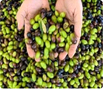 Olives